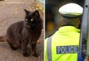 Police have released an audio clip of  a 999 caller informing officers about a cat following him
