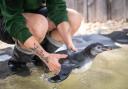 Penguin Keeper Jessica lowers a chick into the training pool at London Zoo