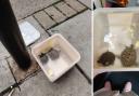 The two terrapins had been dumped outside Sainsbury's in Muswell Hill