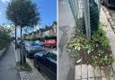 The flowers at the base of a tree in Muswell Hill were uprooted last Wednesday (September 21)