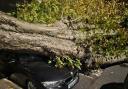 The tree fell onto a BMW parked on the side of the road at the junction between Hilldrop Road and Brecknock Road in Kentish Town