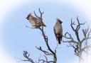 These Waxwings were photographed by reader Patricia Pearl