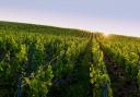 The green vineyard of Taittinger