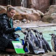 Humboldt penguin Bobby is weighed by keeper Jessica Jones