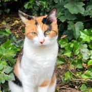 Stoke Newington cat Skye has been missing for four days