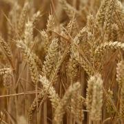 Wheat prices are approximately double what they were last year