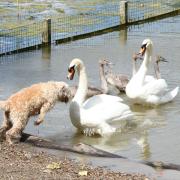 A dog facing up to the swans at Hampstead Heath