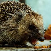 Hedgehogs hotspots include Hampstead Heath and Highgate but a ZSL led study revealed that elsewhere in central London populations are declining