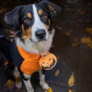 Dogs arrived at a charity walk adorning their spookiest costumes