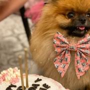 Dogs get five star treatment at Hampstead's new doggie café