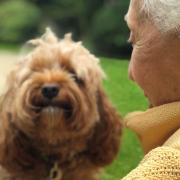 Waffle the Cavapoo brought back happy memories for Sally.