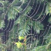 Spider web over an evergreen tree