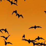 A swarm of bats. PA Photo/thinkstockphotos