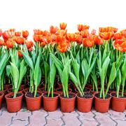Tulips growing in separate pots. PA Photo/thinkstockphotos