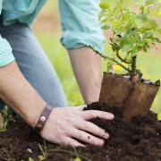 A person planting a small plant. PA Photo/thinkstockphotos