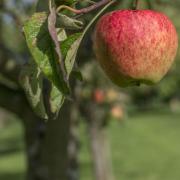An apple growing on a tree. PA Photo/thinkstockphotos