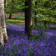 Bluebells growing in the woods. PA Photo/thinkstockphotos
