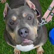 Lola came to All Dogs Matter in a 'bad way' with cropped ears and having been used to be bred from