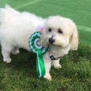 Poppy, a white Coton de Tulear, took away three rosettes at the Animal Welfare & Dog Show at Paddington Rec on Oct 1