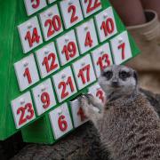 Meercat Frank forages for crickets in his special advent calendar at London Zoo