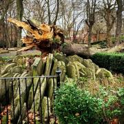 The Hardy tree has fallen down