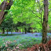 The bluebell 'field' Highgate Woods 26 April 2022
