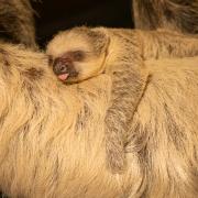 A baby two-toed sloth was born on New Year's Day at London Zoo to mum Marilyn