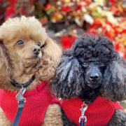 Toy poodles Bella and Buddy were the inspiration for owners Julian and Gilda Boram's book The Fancy Schmancy Lifeguard