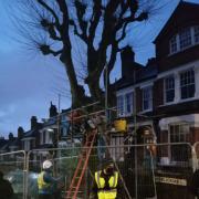 Haringey Council ordered security guards and tree surgeons to possess tree in Stroud Green with no warning to residents