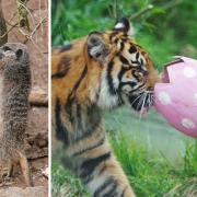 Sumatran tigers and meerkats were among the animals who enjoyed the Easter egg hunt