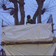 Haringey Council spent £92,000 occupying a tree days before an injunction hearing to stop activists being near it