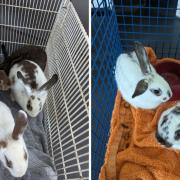 The rabbits were found abandoned outside Kentish Town City Farm
