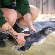 Penguin Keeper Jessica lowers a chick into the training pool at London Zoo