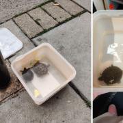 The two terrapins had been dumped outside Sainsbury's in Muswell Hill