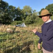 John Beyer, of Heath & Hampstead Society near the sheep enclosure on Hampstead Heath