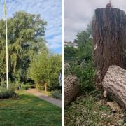 Before and after shots of a willow tree in Stationers Park - the council said it was diseased but a university professor disagreed