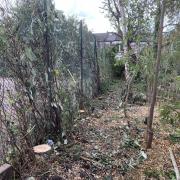 A total of 15 trees were felled in Stationers Park last month
