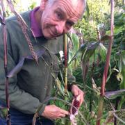 Gary Sycamore has grown Indian corn on his Shepherd's Hill allotment and sells his fruit and veg at Ally Pally farmers' market to raise funds for a Highgate gardening charity.