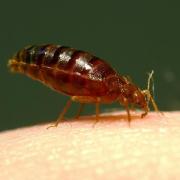A generic picture of a bedbug, after a reported 'infestation' in a London library