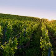 The green vineyard of Taittinger
