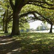 The heath has a natural capital value of £1.5 billion over 50 years