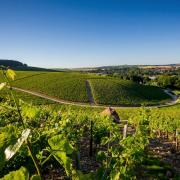 Wines from the vineyards of Burgundy grower and negociant Albert Bichot vineyards go into 450 gram bottles.