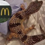 This leopard gecko - named Bin Lizzy by RSPCA staff - was found climbing a bin outside McDonald's in North Finchley