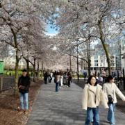 This picture sent in by Kate Ainscow shows the gorgeous cherry blossom in Swiss Cottage