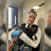 Staffie cross puppy Chestnut was rescued in December 2023