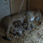 Three tiny lion cubs born to seven-year-old mum, Arya at London Zoo