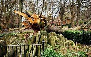 The Hardy tree fell down in December last year