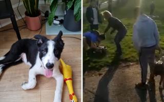 Max the dog (left) pictured before his injuries, after he was left injured in Gladstone Park (right)