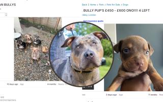 A screengrab showing some of the XL Bully listings in north London