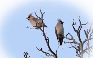 These Waxwings were photographed by reader Patricia Pearl